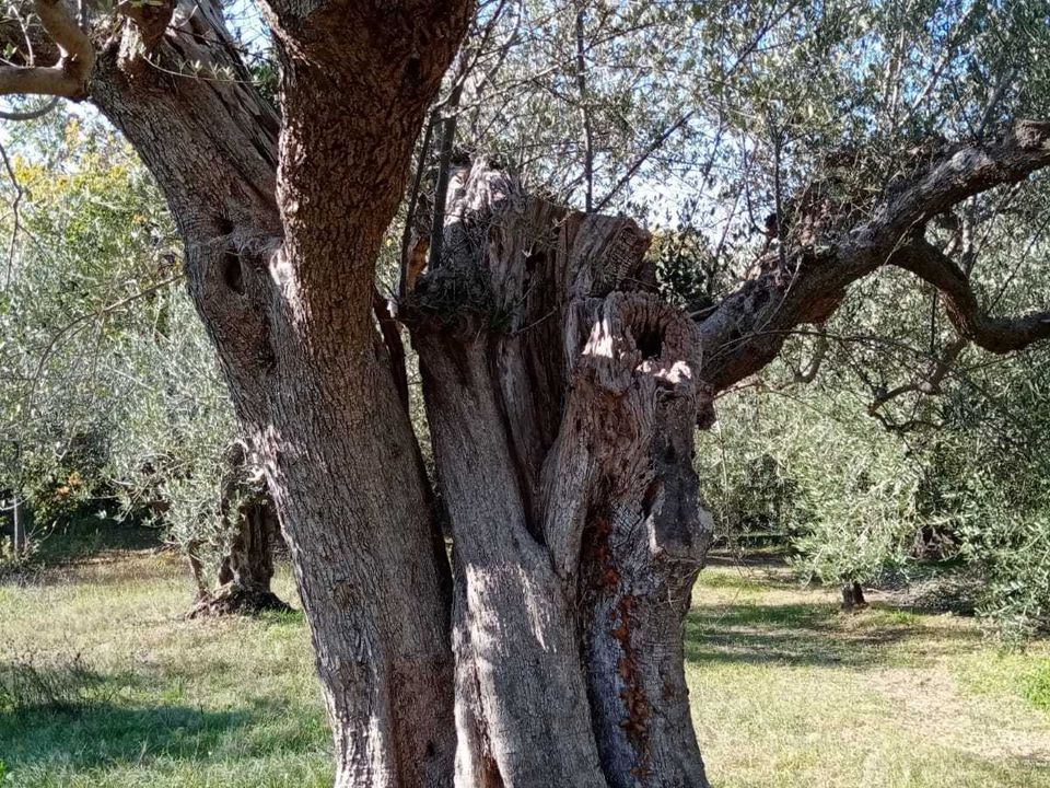 Villa i Rocca San Giovanni, Chieti - foto 4