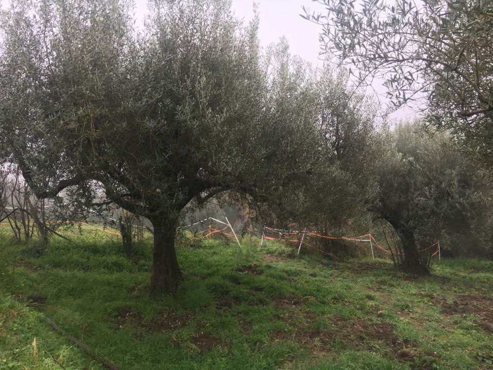 L'establiment comercial a Sacrofano, Rome - foto 1