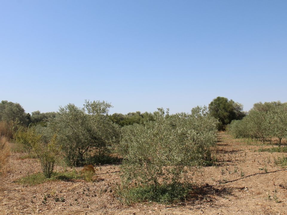 Erhvervsejendom i San Sperate, Sud Sardegna - foto 1