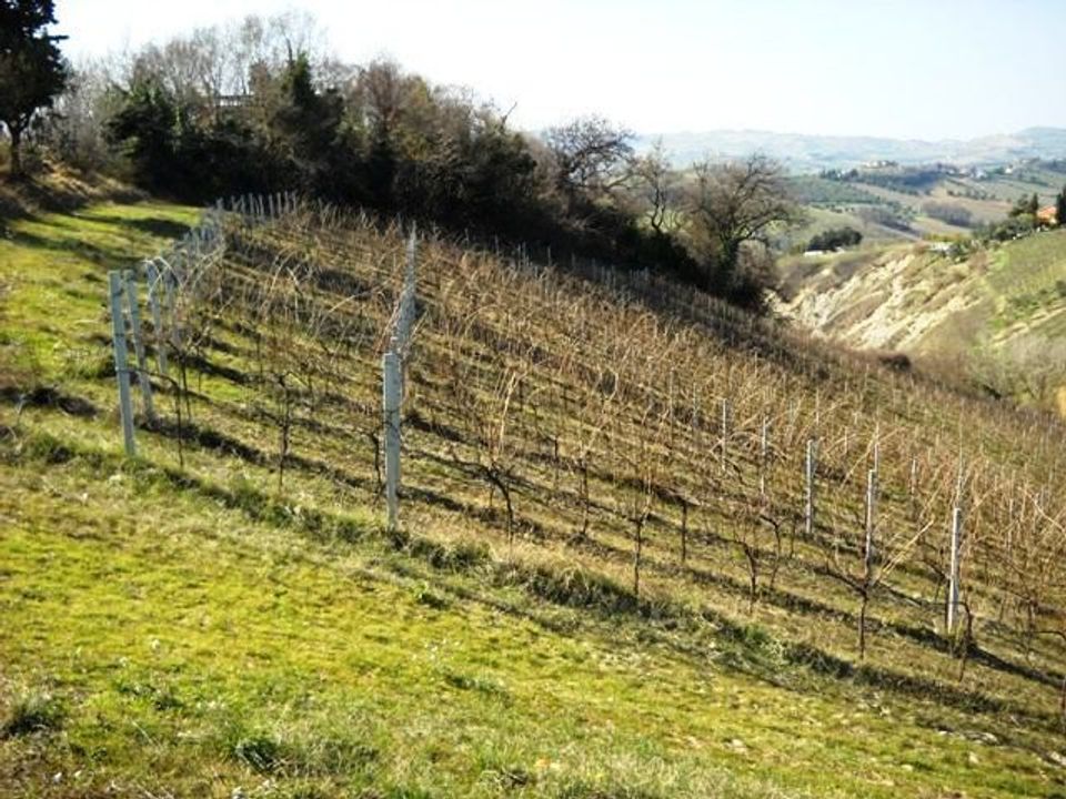 Terra a Castorano, Ascoli Piceno - foto 4