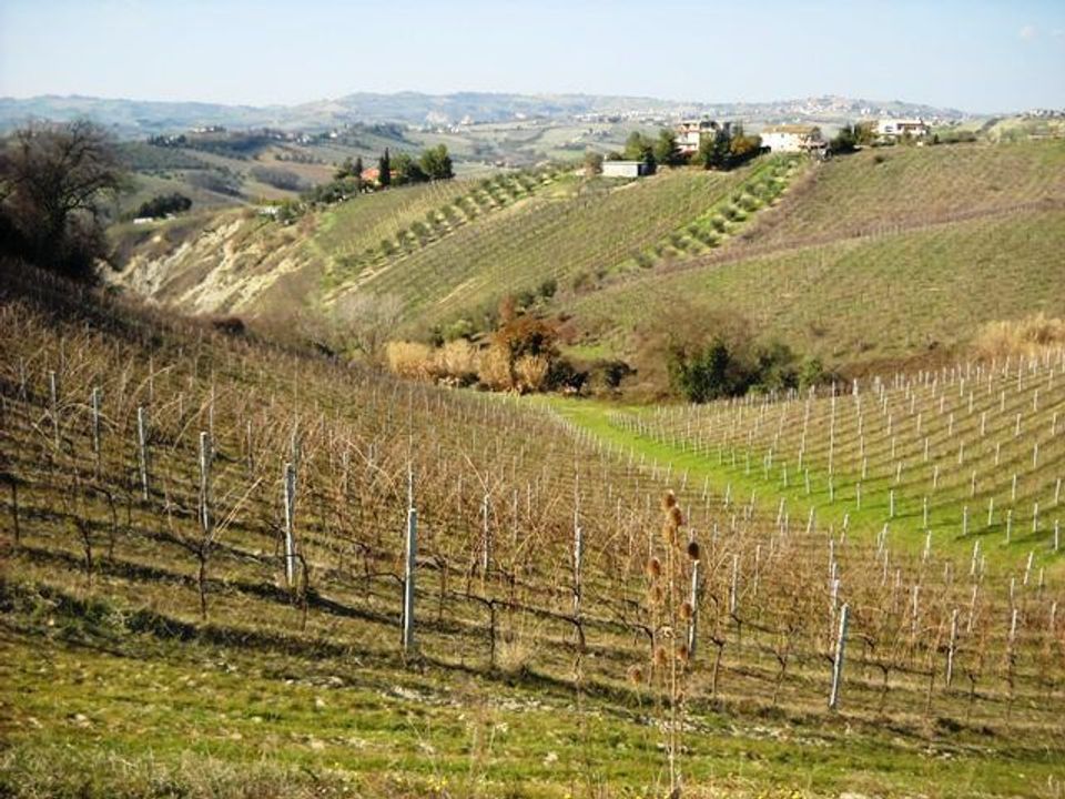 Terra a Castorano, Ascoli Piceno - foto 5