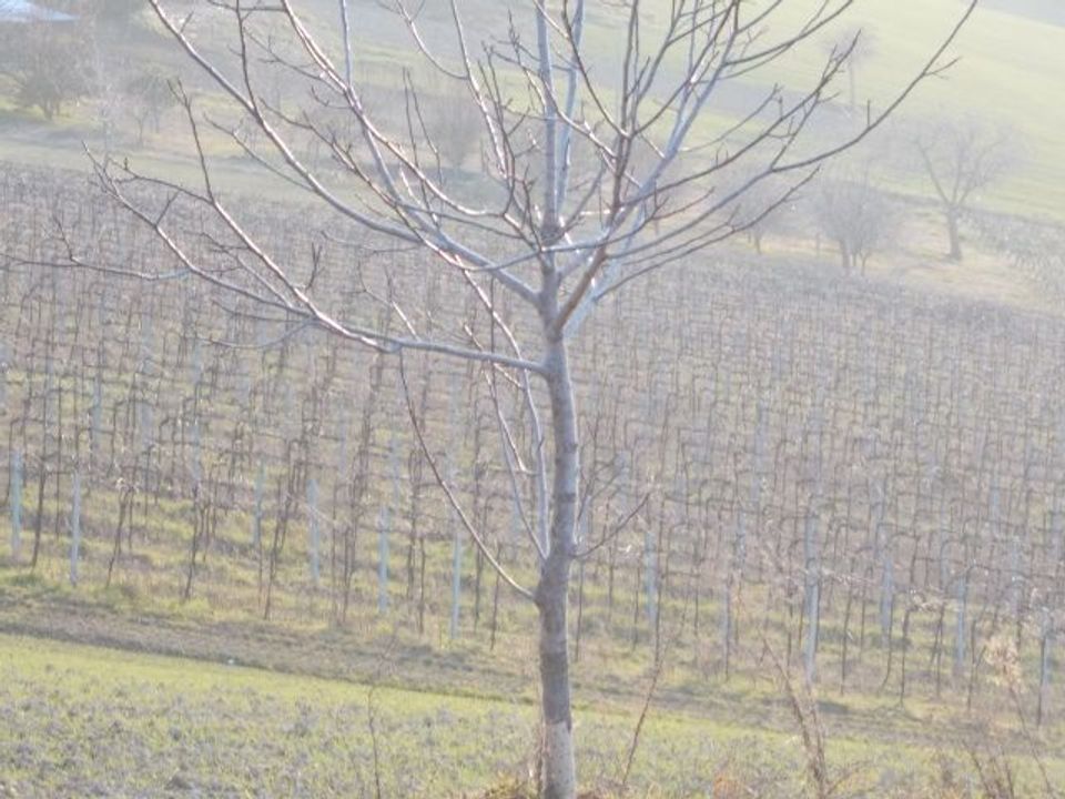 Erhvervsejendom i Ripatransone, Ascoli Piceno - foto 1