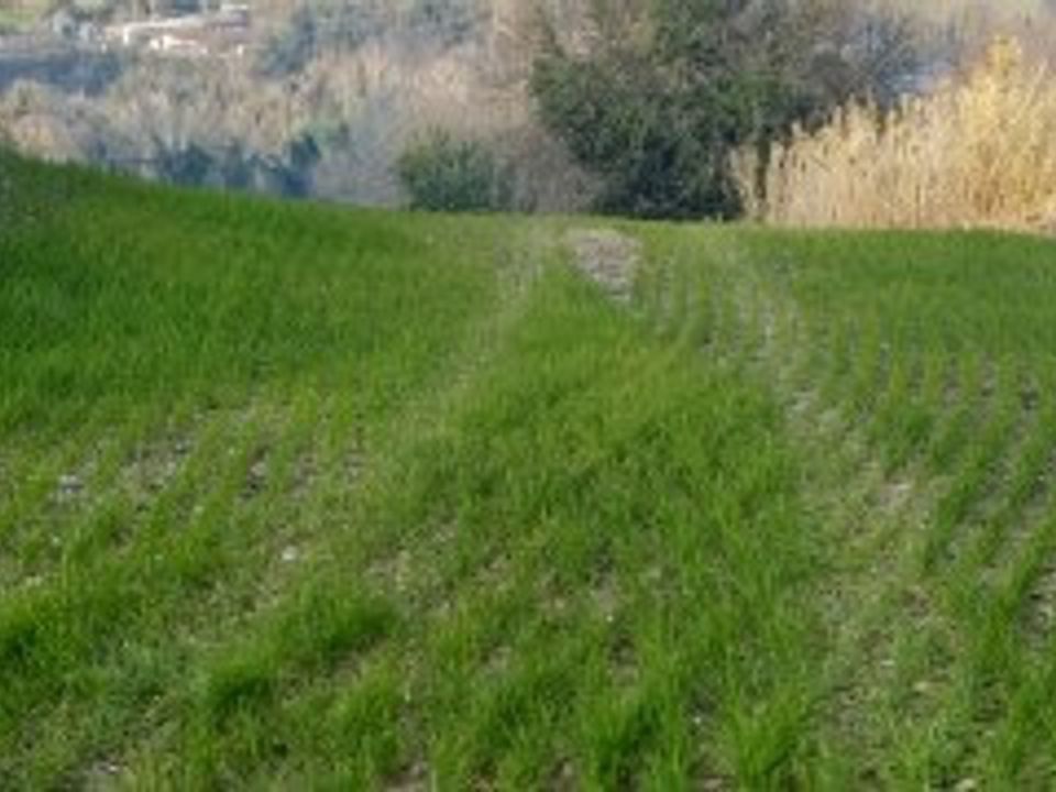 Erhvervsejendom i Mondavio, Pesaro and Urbino - foto 3