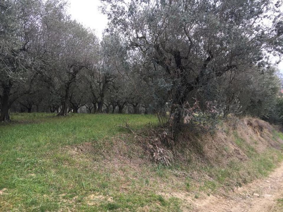 Tomt i Monteprandone, Ascoli Piceno - bilde 3