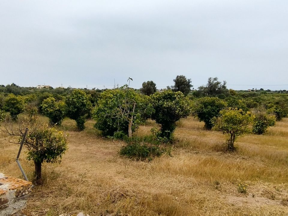 Erhvervsejendom i Noto, Siracusa - foto 5