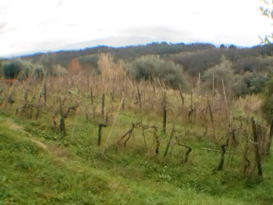 Villa i Lucca, Lucca - foto 3