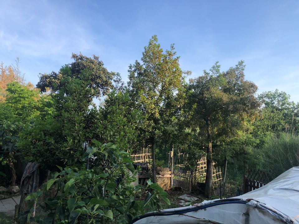 Villa i Sarzana, La Spezia - foto 3