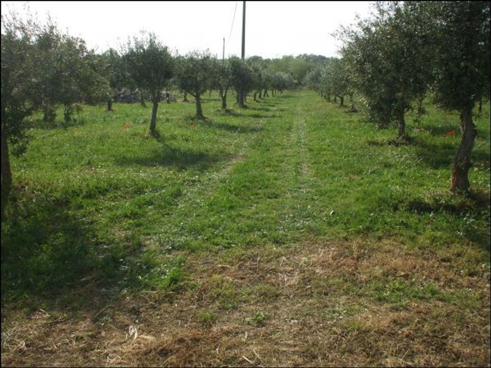 Erhvervsejendom i Palazzolo Acreide, Siracusa - foto 2