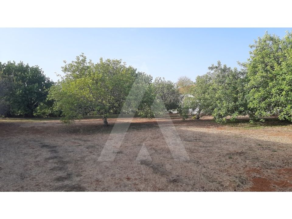 Helårsgrund i Sao Bras de Alportel, Faro - foto 3