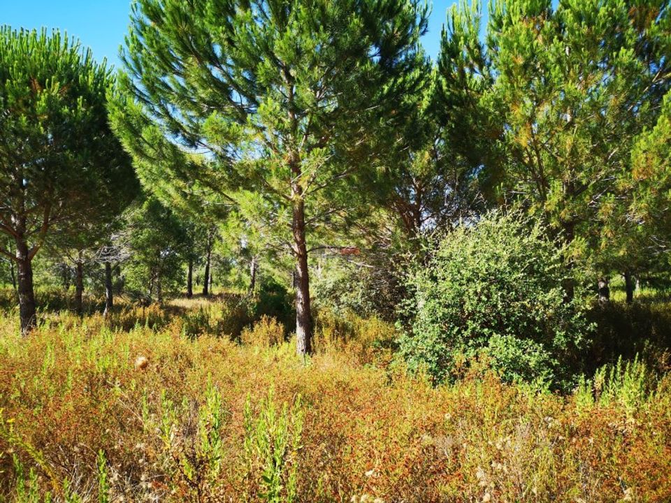 Helårsgrund i Casais e Alviobeira, Santarem - foto 1