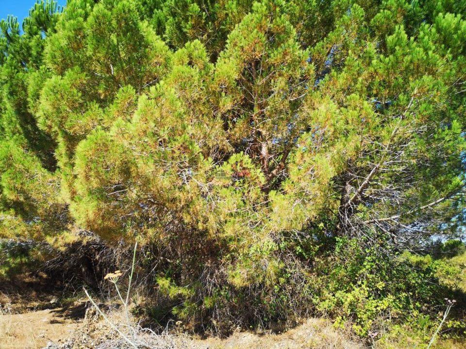 Helårsgrund i Casais e Alviobeira, Santarem - foto 4