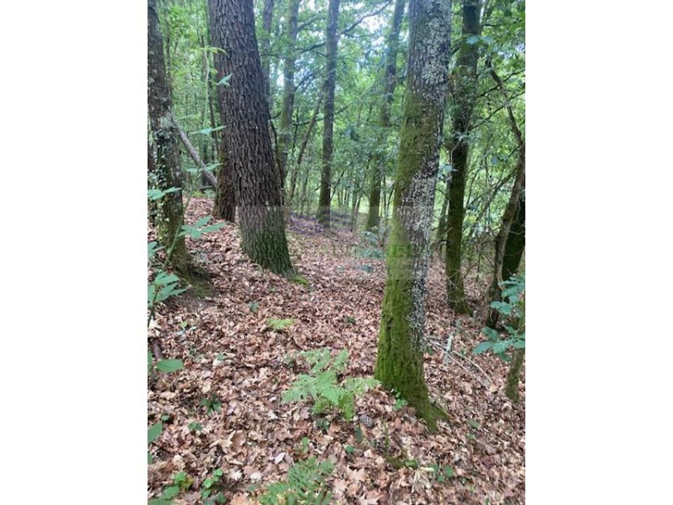 Helårsgrund i Oliveira de Frades, Viseu - foto 3