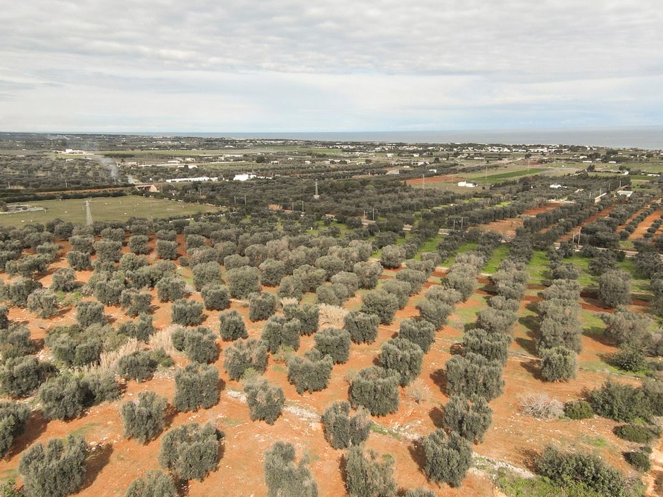 Helårsgrund i Carovigno, Brindisi - foto 3