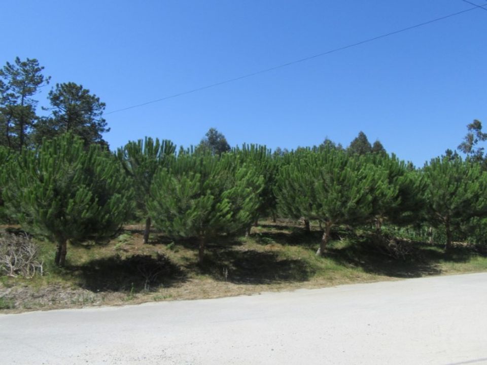 Tomt i Monte Real, Leiria - bilde 4