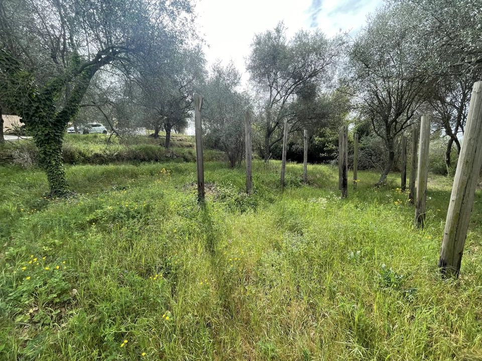 Helårsgrund i Contes, Alpes-Maritimes - foto 3