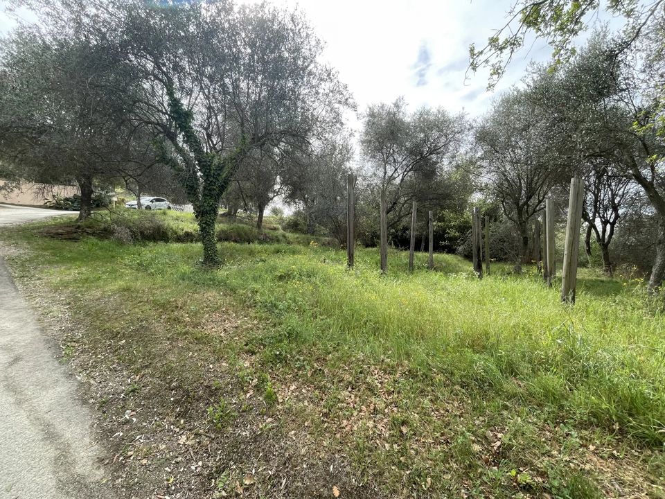 Helårsgrund i Contes, Alpes-Maritimes - foto 5