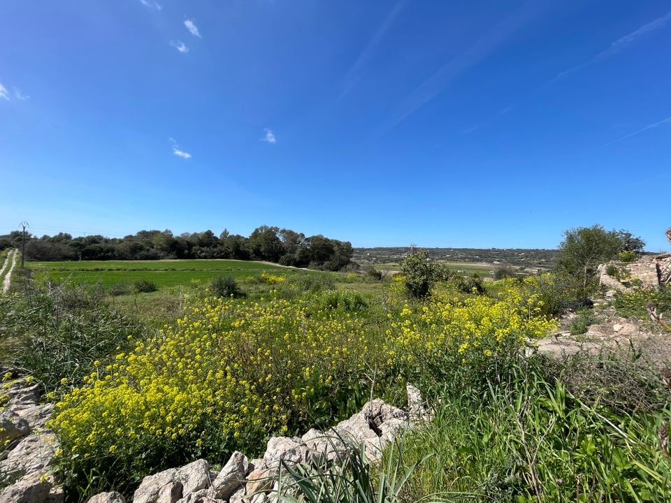 Helårsgrund i Manacor, Mallorca - foto 4