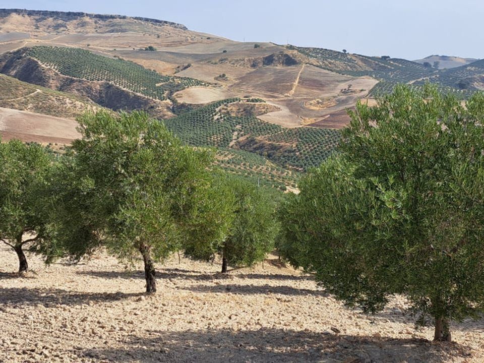 Helårsgrund i Ronda, Malaga - foto 2