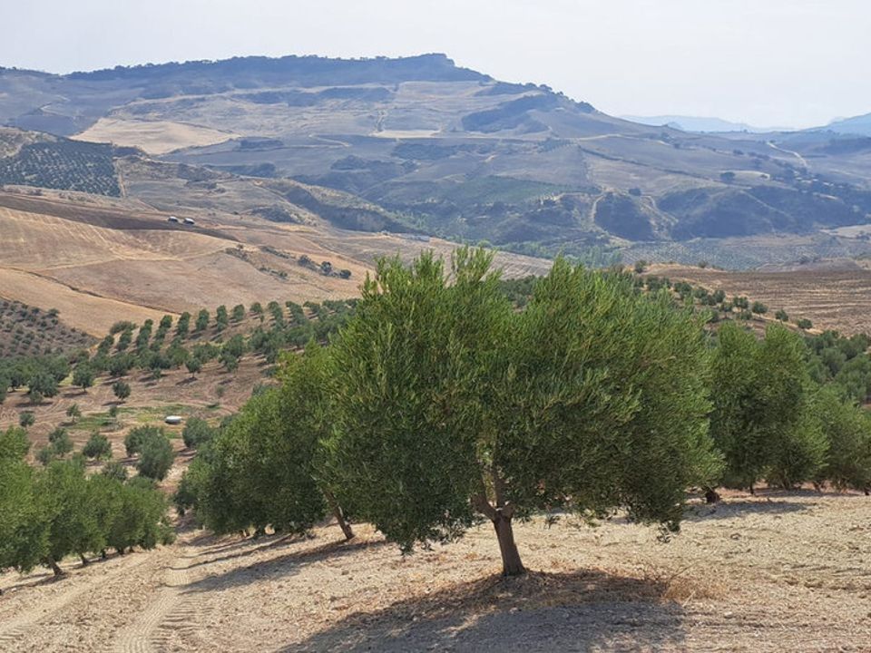 Helårsgrund i Ronda, Malaga - foto 3