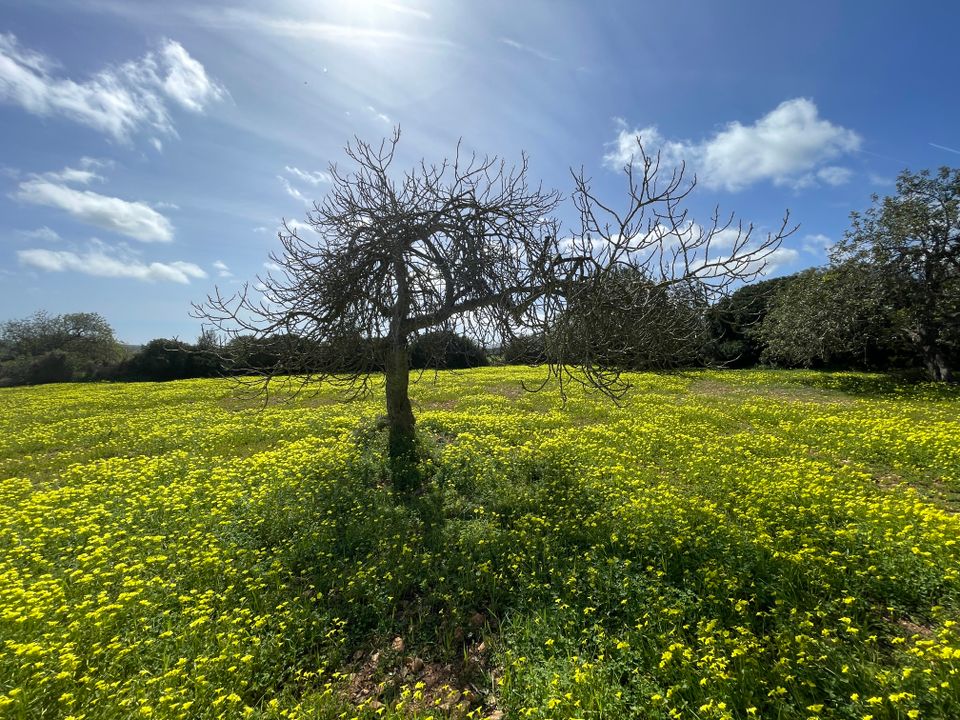 Helårsgrund i Manacor, Mallorca - foto 2