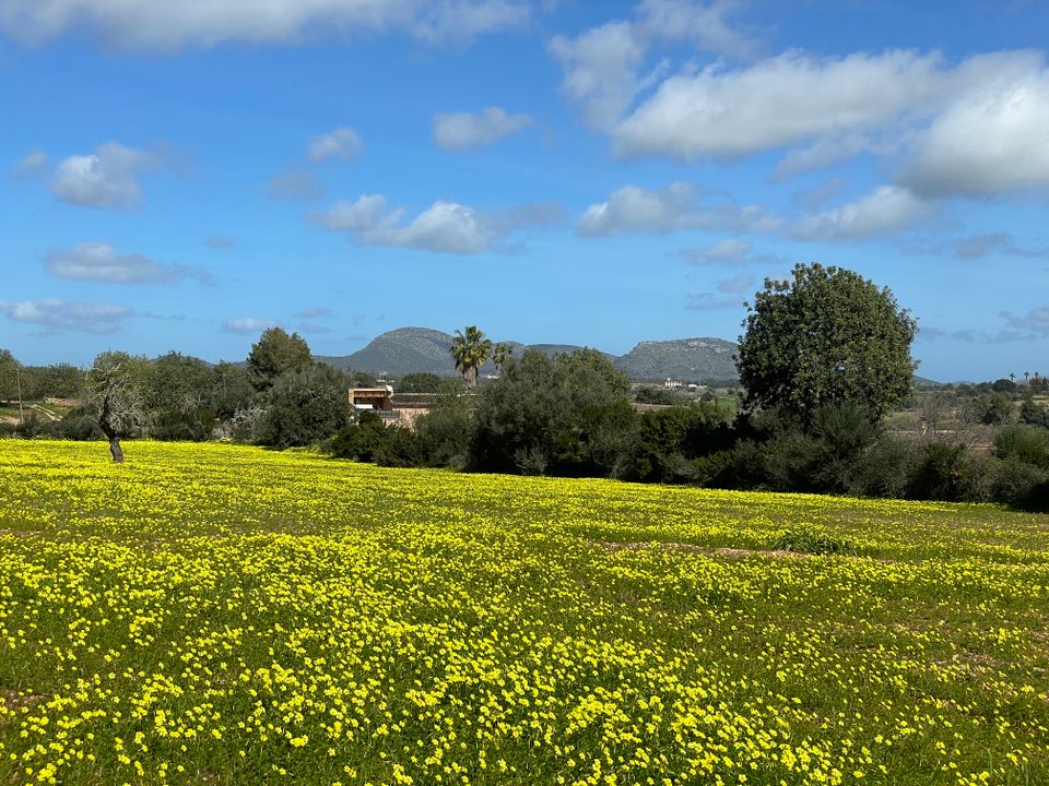 Helårsgrund i Manacor, Mallorca - foto 3