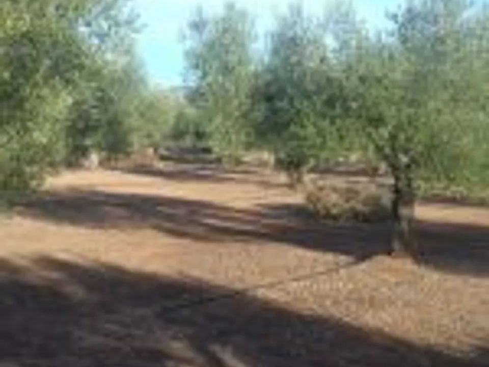 Finca i Ginestar, Tarragona - foto 4