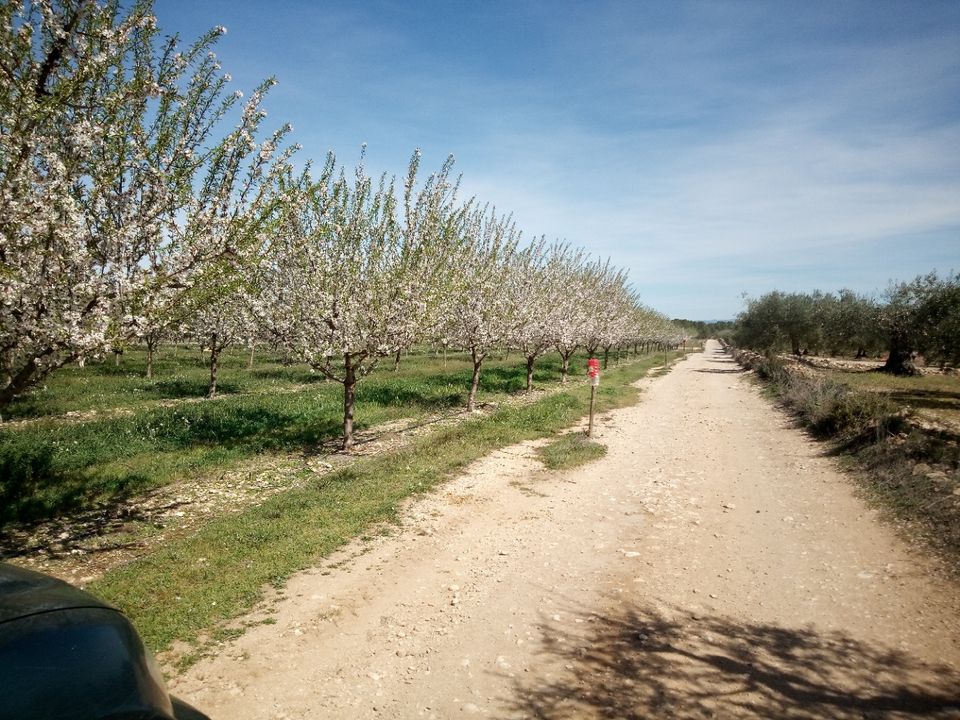 Finca i Ginestar, Tarragona - foto 1