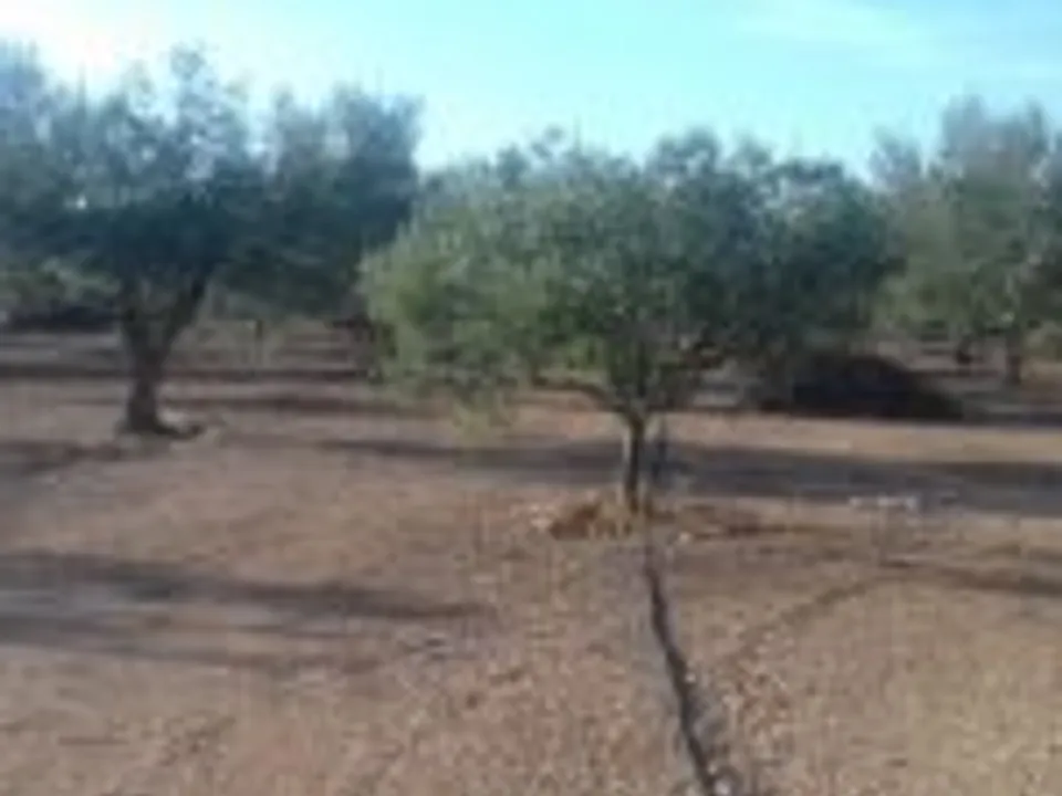 Finca i Ginestar, Tarragona - foto 3