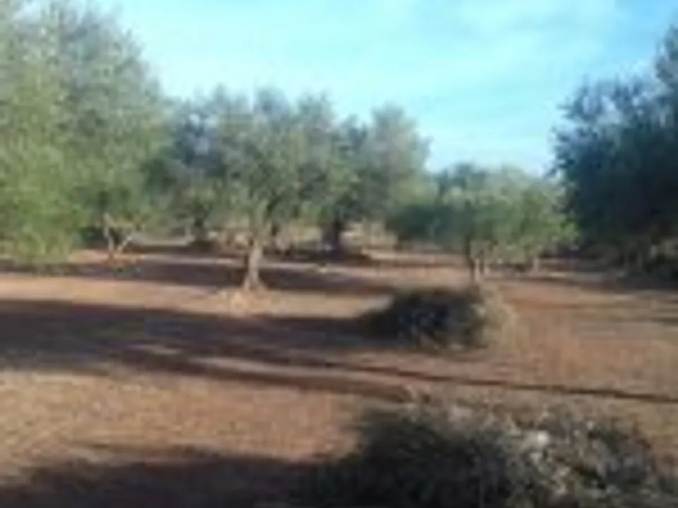 Finca i Ginestar, Tarragona - foto 2