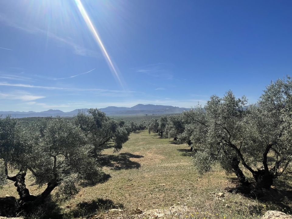 Helårsgrund i Mollina, Malaga - foto 4