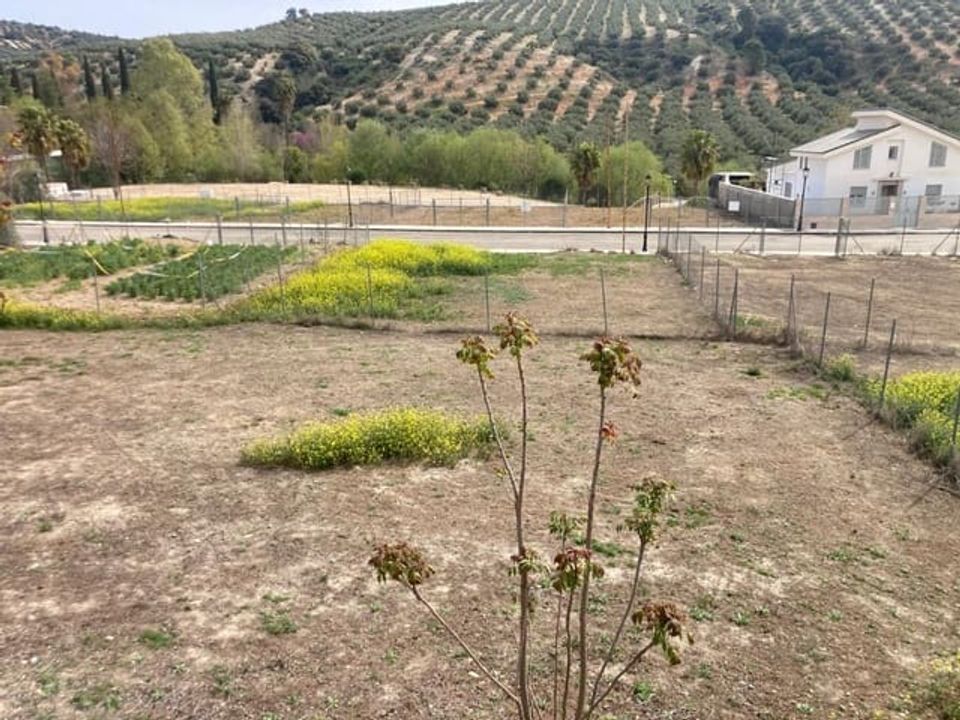 Helårsgrund i Zambra, Cordoba - foto 2