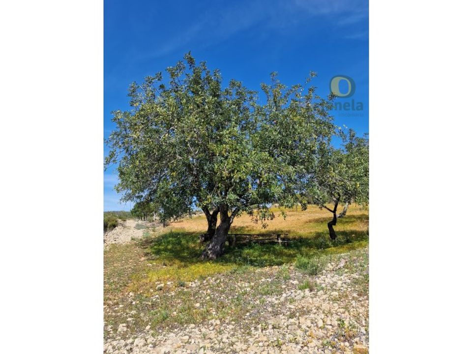 Helårsgrund i Estoi, Faro - foto 5