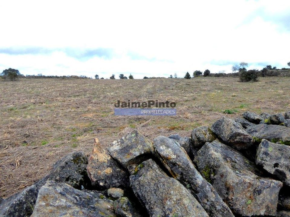 Terra a Figueira de Castelo Rodrigo, Guarda - foto 4