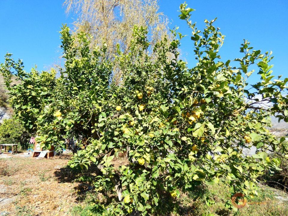 Finca i Motril, Granada - foto 3