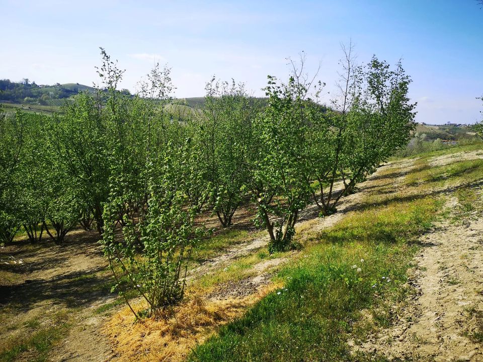 Terreno en Govone, Cuneo - foto 1