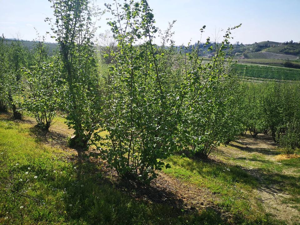 Terreno en Govone, Cuneo - foto 2
