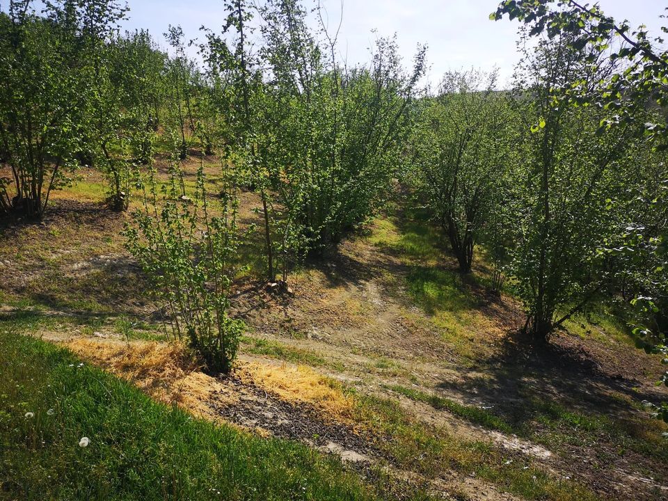 Terreno en Govone, Cuneo - foto 3