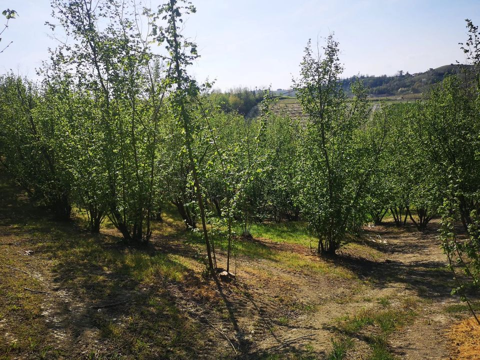 Terreno en Govone, Cuneo - foto 4