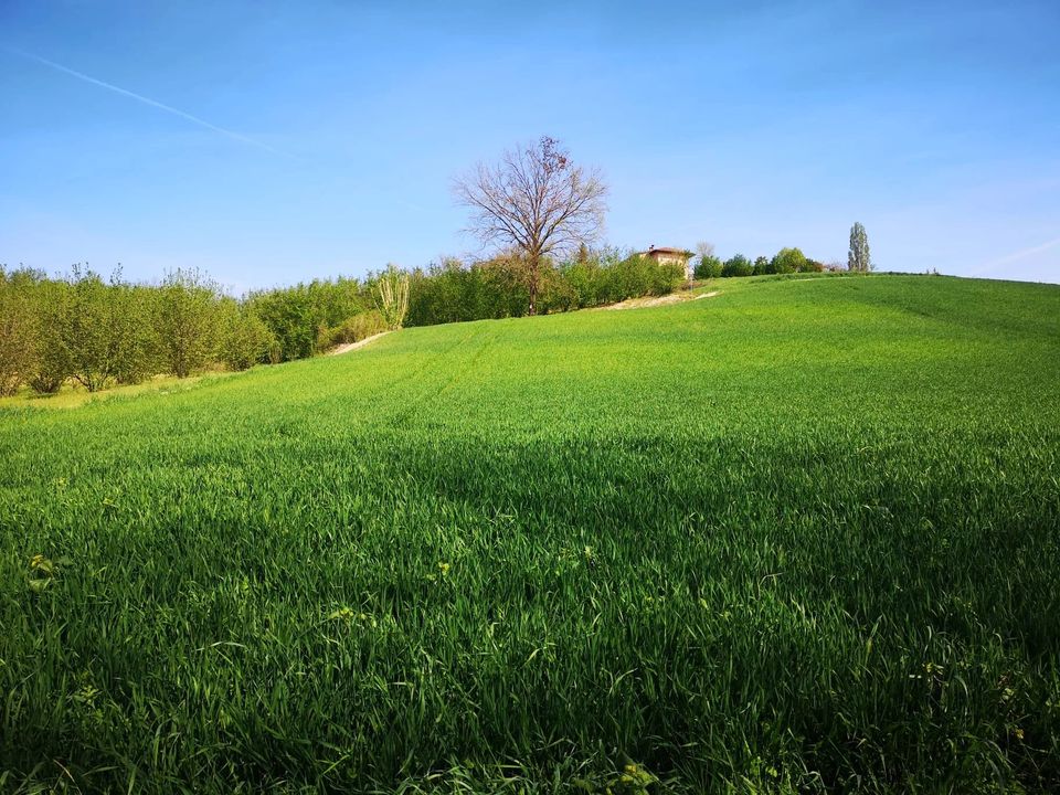 Terreno en Govone, Cuneo - foto 5