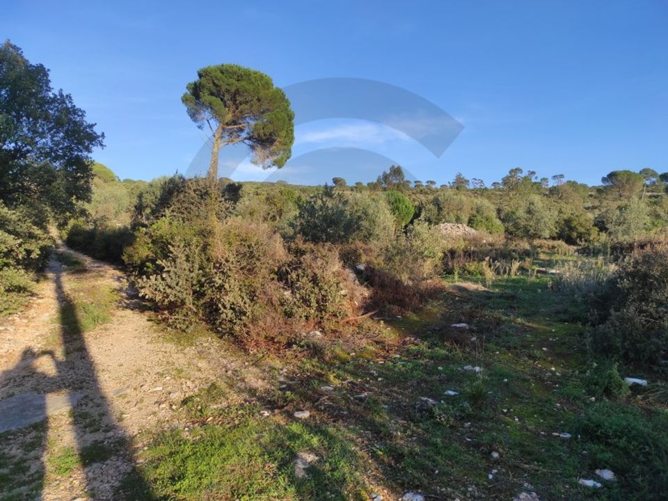 Terreno en Minde, Santarem - foto 2