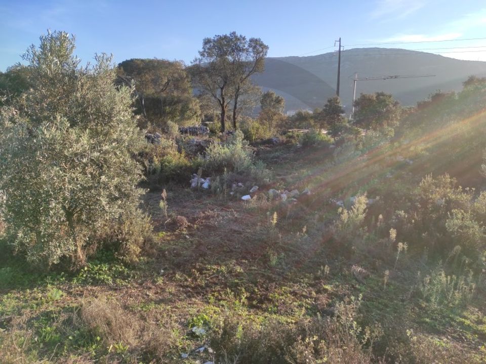 Terreno en Minde, Santarem - foto 4