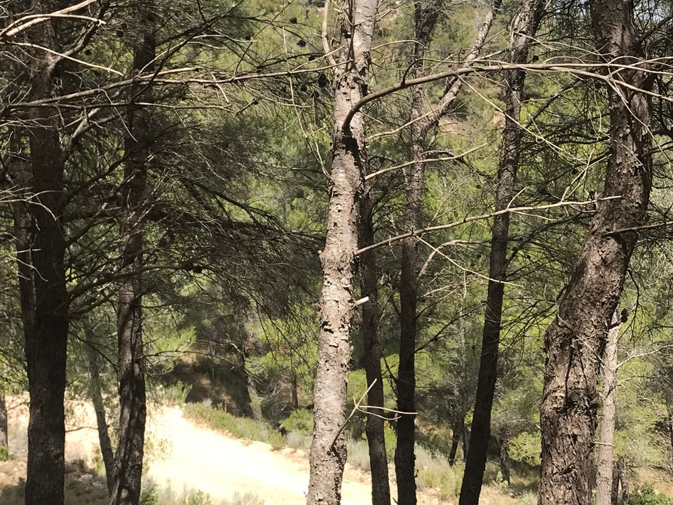 Finca i Prat De Comte, Tarragona - bilde 4