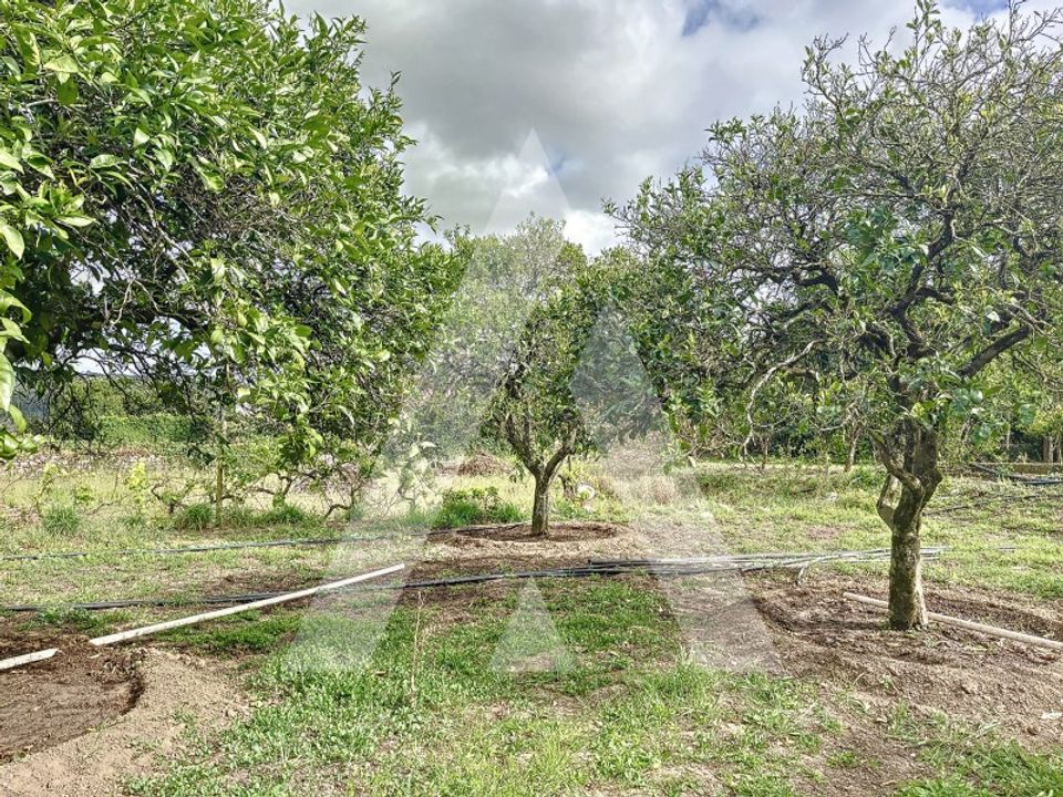 Terra a Parceiros e Azoia, Leiria - foto 3