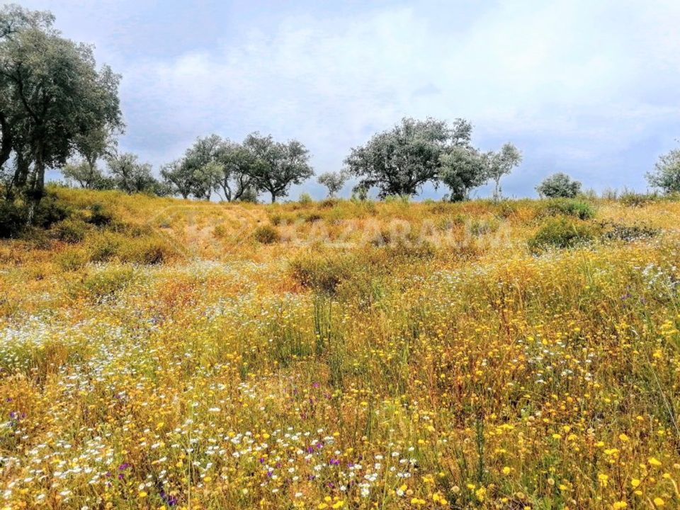 Helårsgrund i Ourique, Beja - foto 4