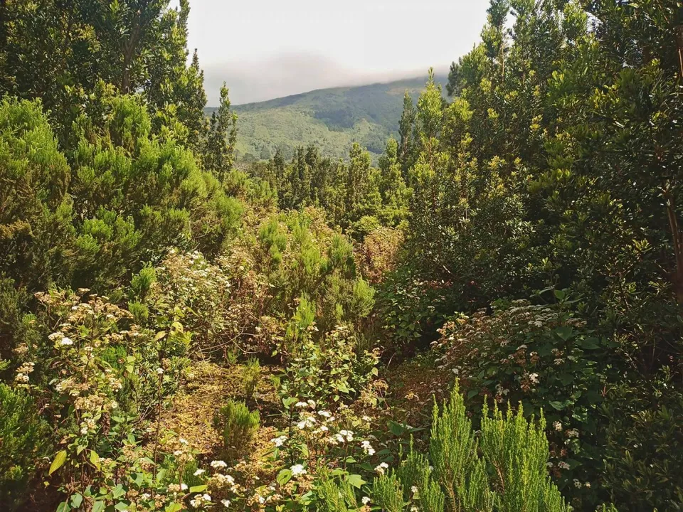 Landejendom i Madalena, Pico - foto 2