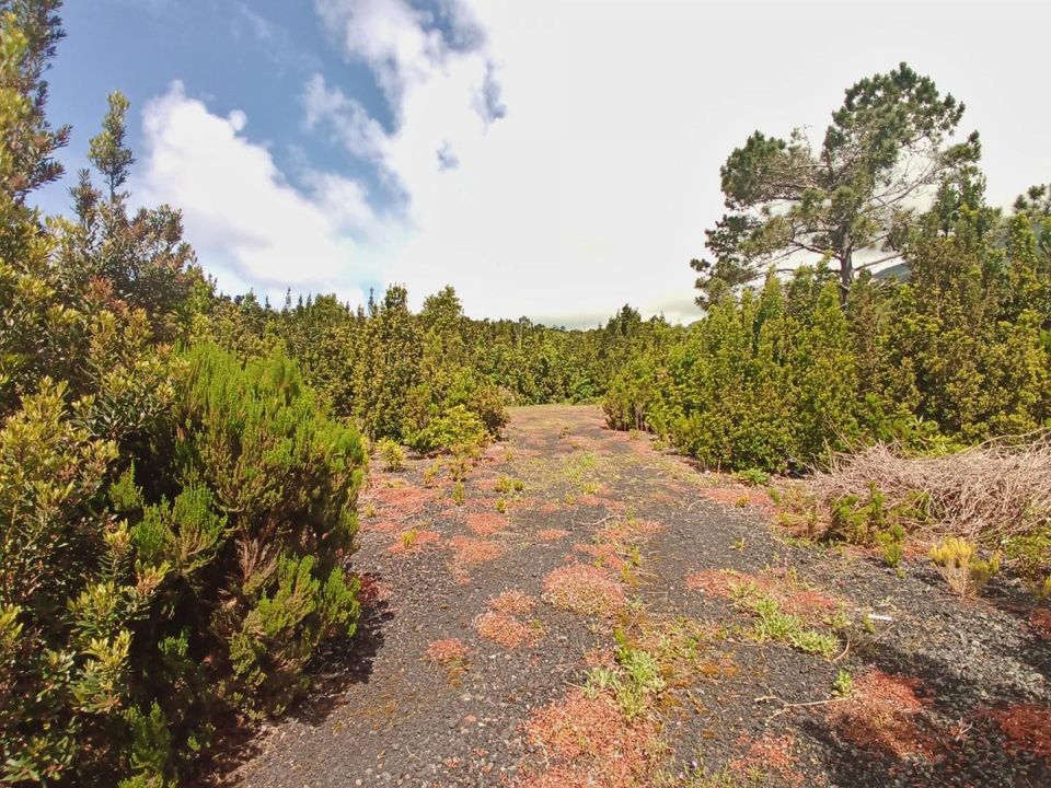 Landejendom i Madalena, Pico - foto 5