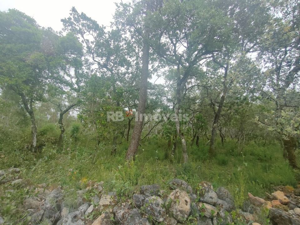 Helårsgrund i Tomar, Santarem - foto 3