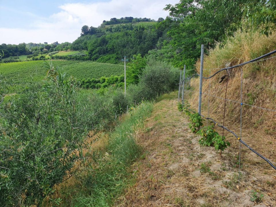 Commercial property in Roncofreddo, Forli-Cesena - photo 3