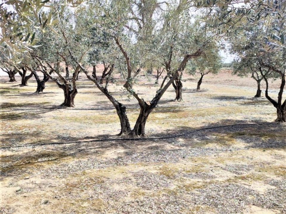 Helårsgrund i Caudete, Albacete - foto 5