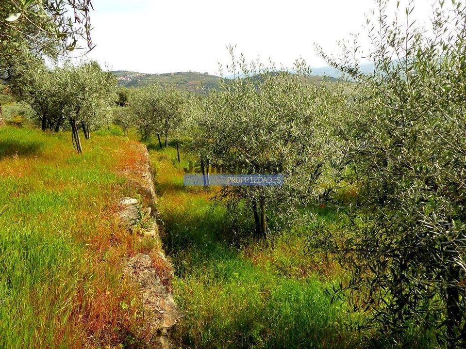 Terra a Sabrosa, Vila Real - foto 2